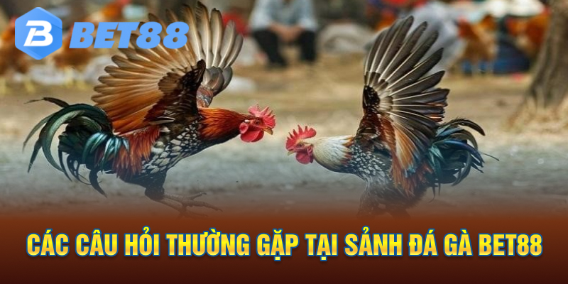 câu hỏi thường gặp tại sảnh đá gà bet88