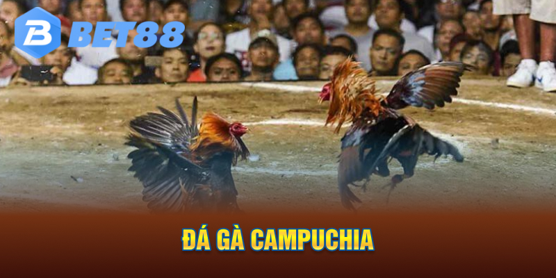 Đá Gà Campuchia
