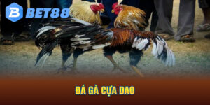 Đá gà cựa dao bet88