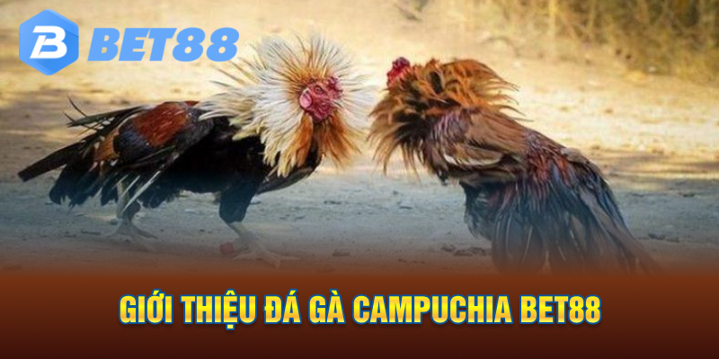 Giới thiệu đá gà Campuchia Bet88