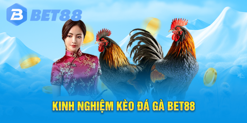 Kinh nghiệm kèo đá gà bet88